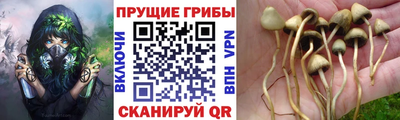 Псилоцибиновые грибы Magic Shrooms  что такое   Скопин 
